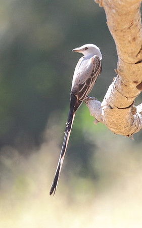 Scissor- Tailed Flycatcher