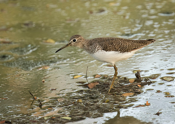 Solitary Sandpiper