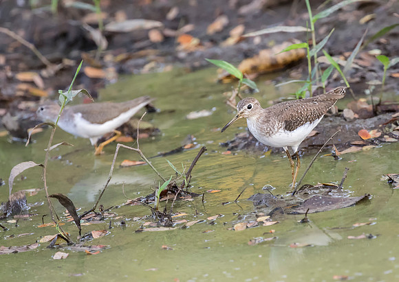 Solitary Sandpiper