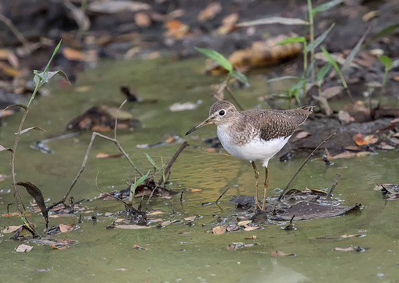 Solitary Sandpiper