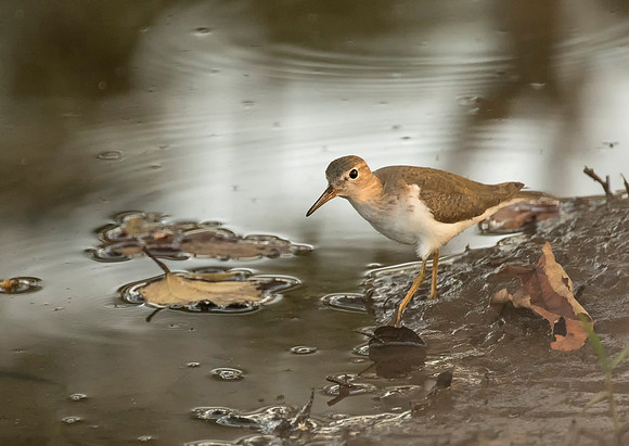 Spotted Sandpiper