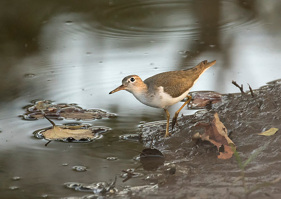 Spotted Sandpiper