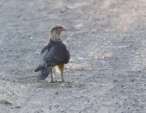 Yellow Headed Caracara