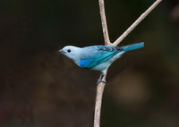 Blue Grey Tanager