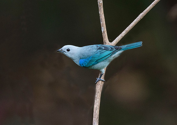 Blue Grey Tanager