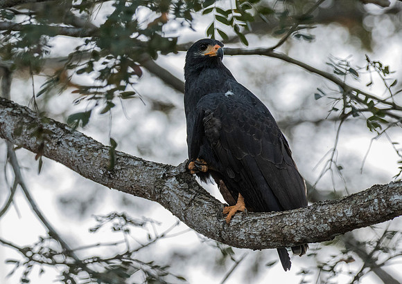 Common Black Hawk