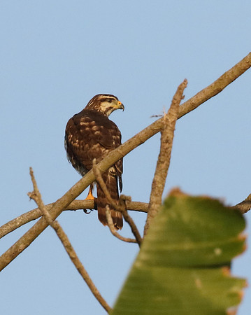 Grey Hawk