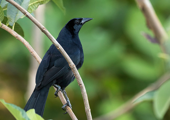 Great Tailed Grackle