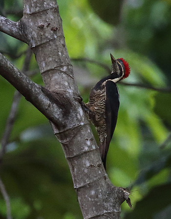 Lineated Woodpecker