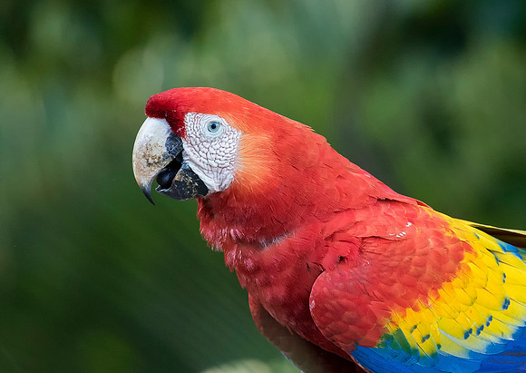 Scarlet Macaw