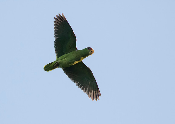 White Fronted Parrot