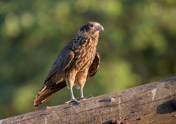 Yellow Headed Caracara