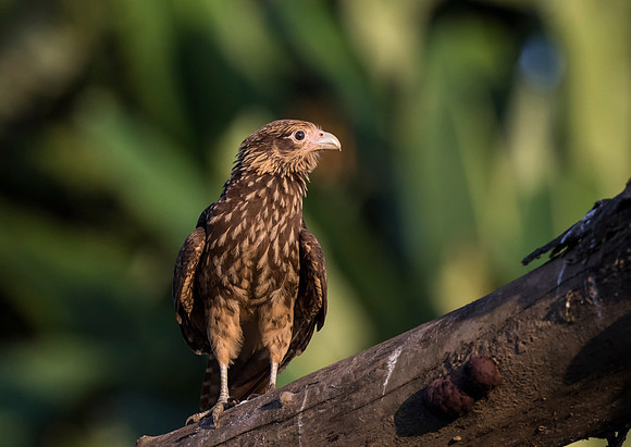 Yellow Headed Caracara