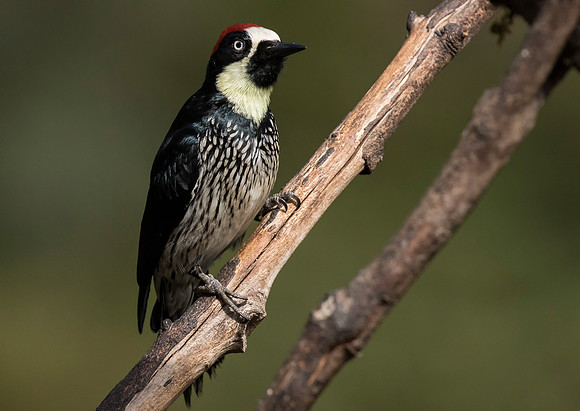 Acorn Woodpecker
