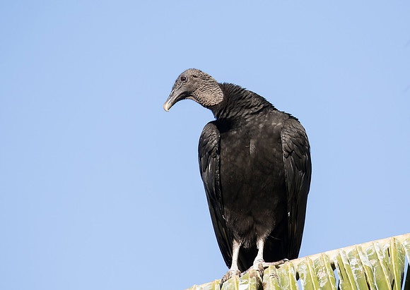 Black Vulture
