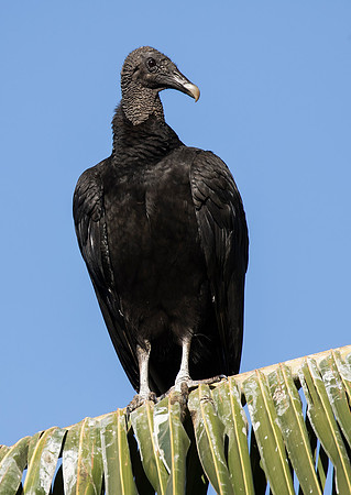Black Vulture
