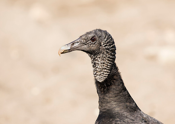 Black Vulture