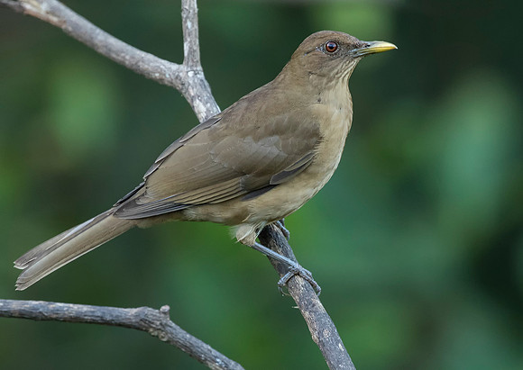 Clay Colured Thrush