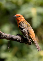 Flame Coloured Tanager