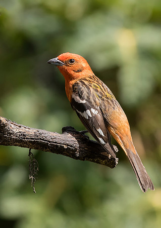 Flame Coloured Tanager