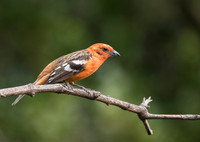 Flame Coloured Tanager