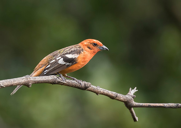Flame Coloured Tanager
