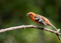 Flame Coloured Tanager