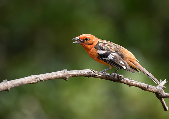 Flame Coloured Tanager