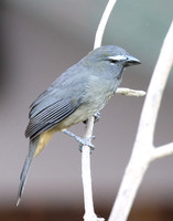 Grayish Saltator