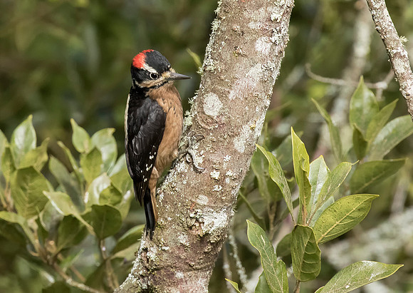 Hairy Woodpecker