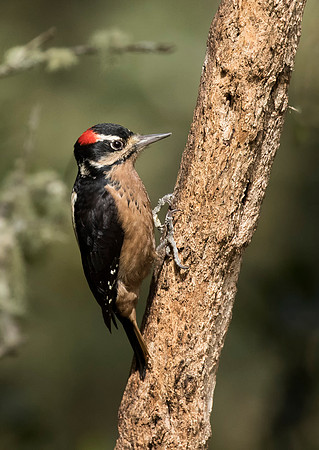 Hairy Woodpecker