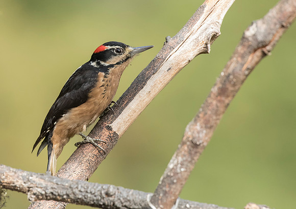 Hairy Woodpecker