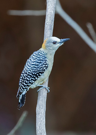 Hoffman's Woodpecker
