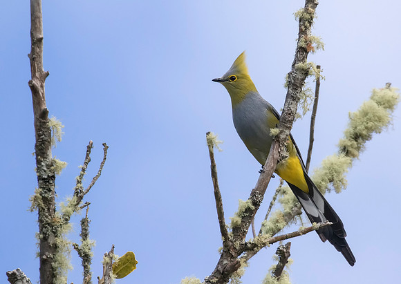 Long Tailed Silky Flycatcher