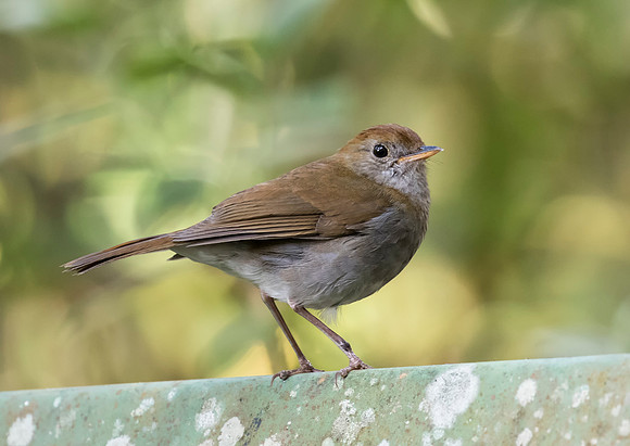 Ruddy Capped Nightingale Thrush