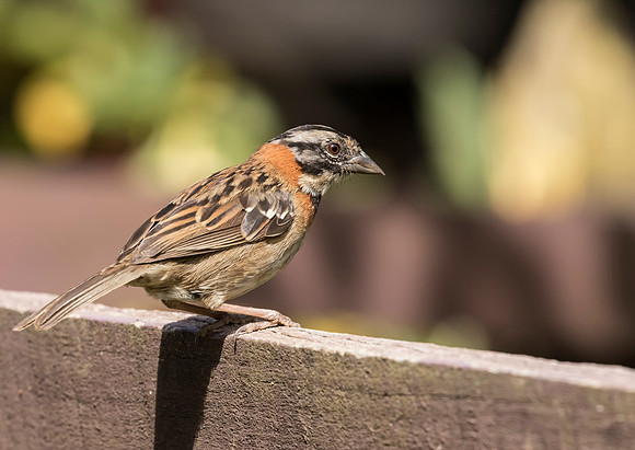 Rufous Collared Sparrow