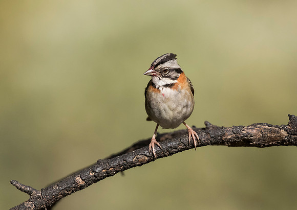 Rufous Collared Sparrow
