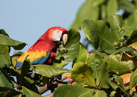 Scarlet Macaw