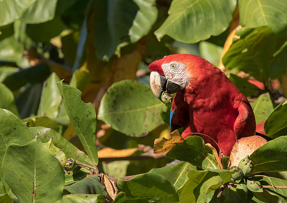 Scarlet Macaw