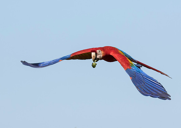 Scarlet Macaw