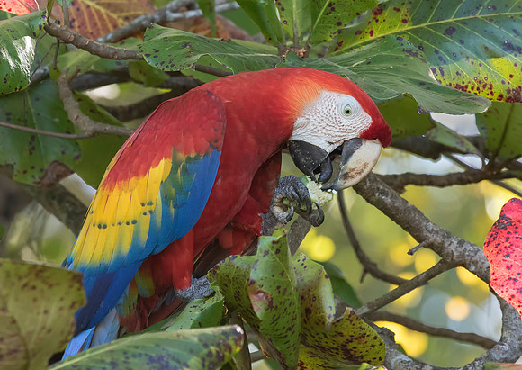 Scarlet Macaw