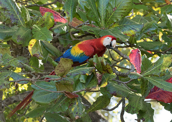 Scarlet Macaw