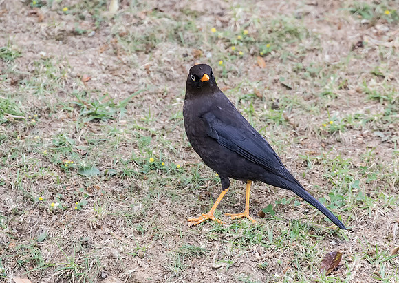 Sooty Thrush