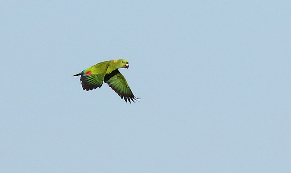 Yellow Naped Parrot
