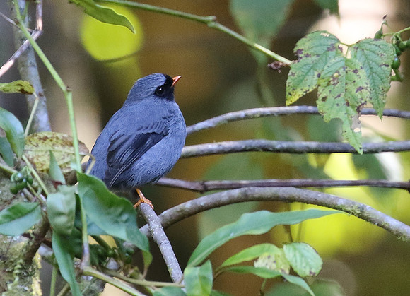 Black Faced Solitaire