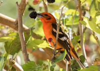 Flame Coloured Tanager