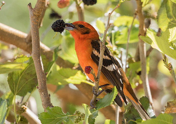 Flame Coloured Tanager