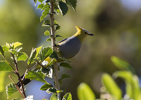 Long Tailed Silky Flycatcher