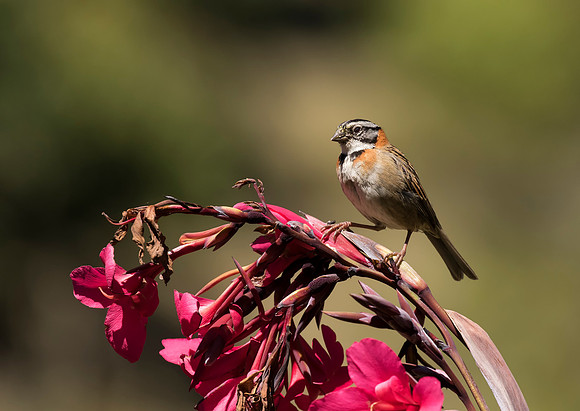 Rufous Collared Sparrow