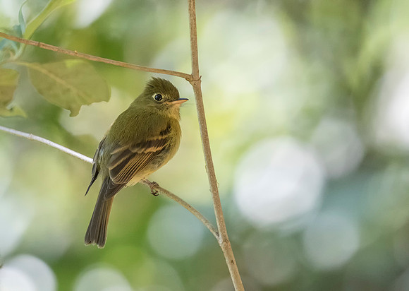 Yellowish Flycatcher